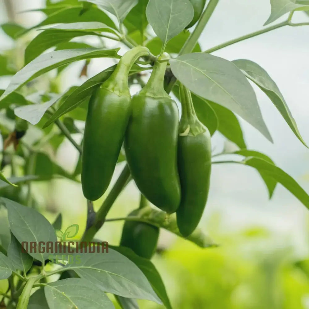Jalapeno Chilli Seeds Packet, Non-GMO Spicy Pepper Variety