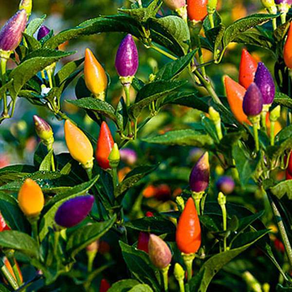 Ornamental Choice Mixed Chilli Plant with Multicolor Fruits, Compact Garden Variety