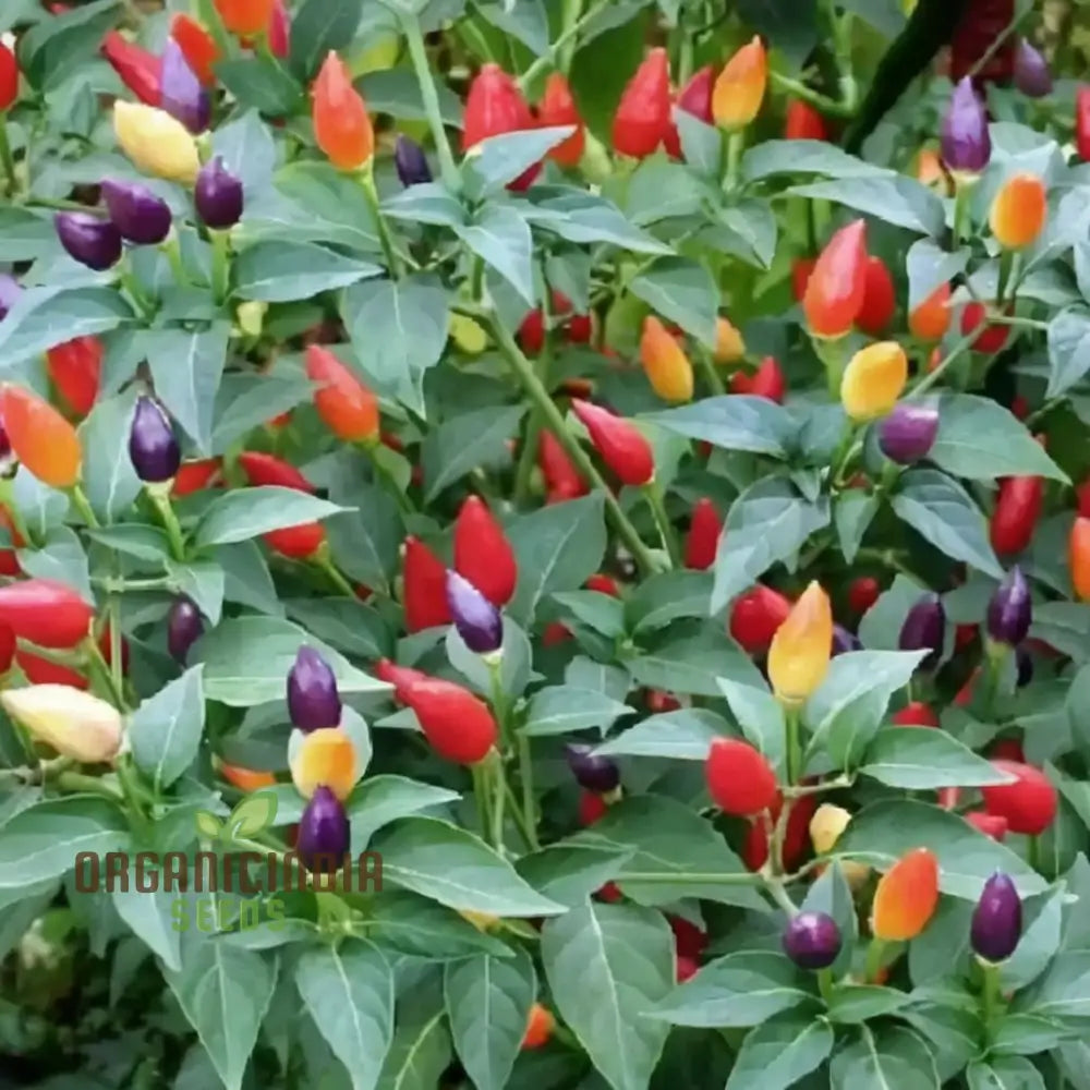 Ornamental Choice Mixed Chilli Seeds Packet, Non-GMO Decorative Pepper Seeds
