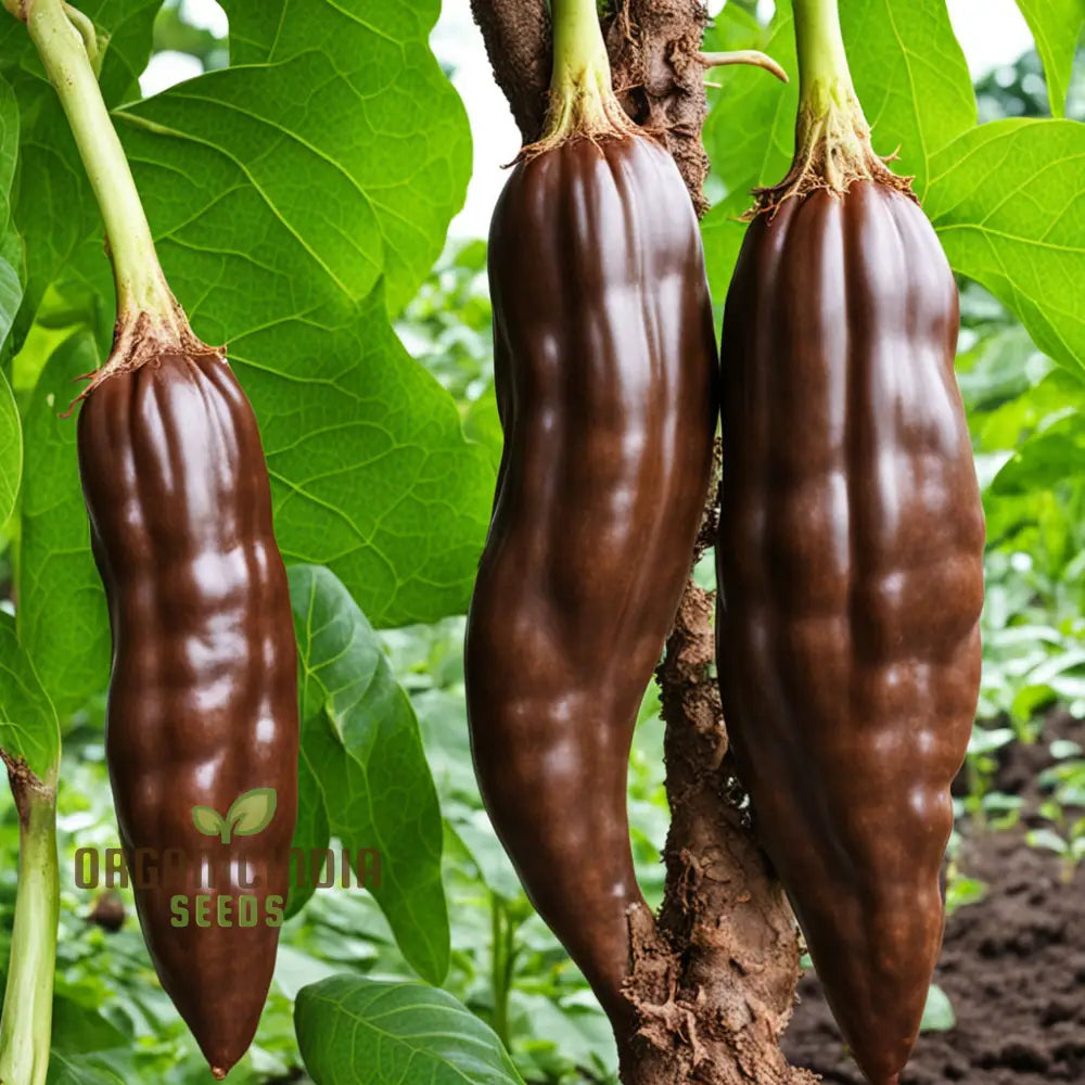 Harvested Aji Panca Chocolate Chilli Peppers from Seeds, Mild-to-Medium Heat Flavorful Peppers