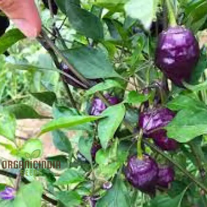 Closeup of Purple UFO Chilli Peppers on Plant