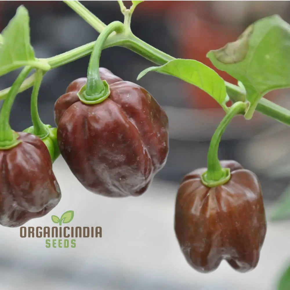Habanero Chocolate Chilli Pepper Seeds for Home Garden, Fiery Pepper Vegetable Seeds