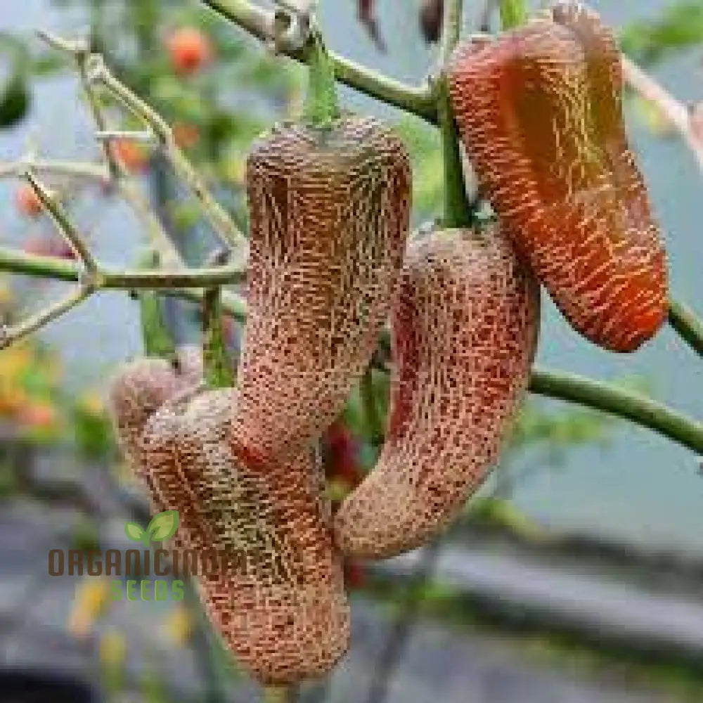 Farmers Market Jalapeno Chilli Pepper Seeds for Planting, High Yield Peppers