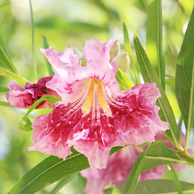 Chilopsis linearis Desert Willow Growing in Drought Tolerant Landscape