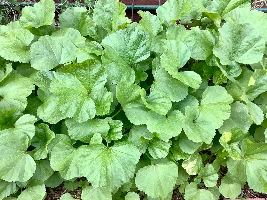 Chinese Mallow Plants Growing in Garden from Seeds, Home Vegetable Gardening