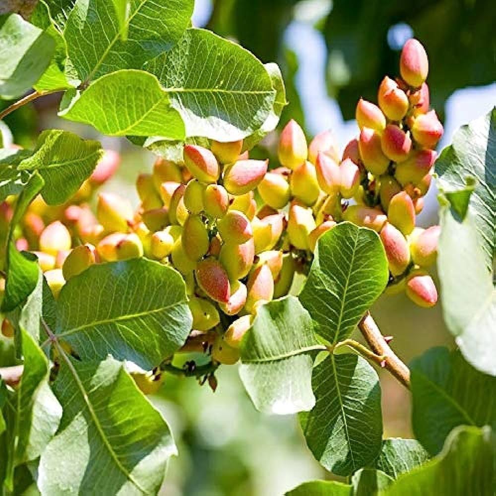 Chinese Pistachio Tree with Red Orange Fall Leaves – Ornamental Tree Seeds