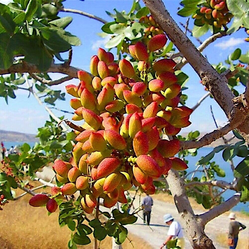 Chinese Pistachio Tree Growing from Seeds – Home Garden Tree