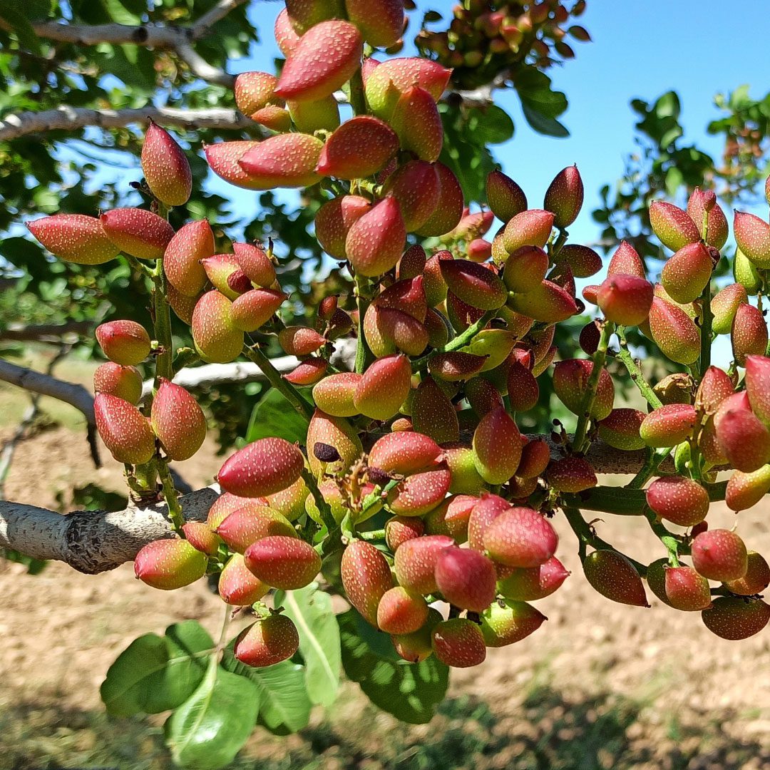 Chinese Pistachio Tree Seeds – Pistacia chinensis Ornamental Tree for Planting
