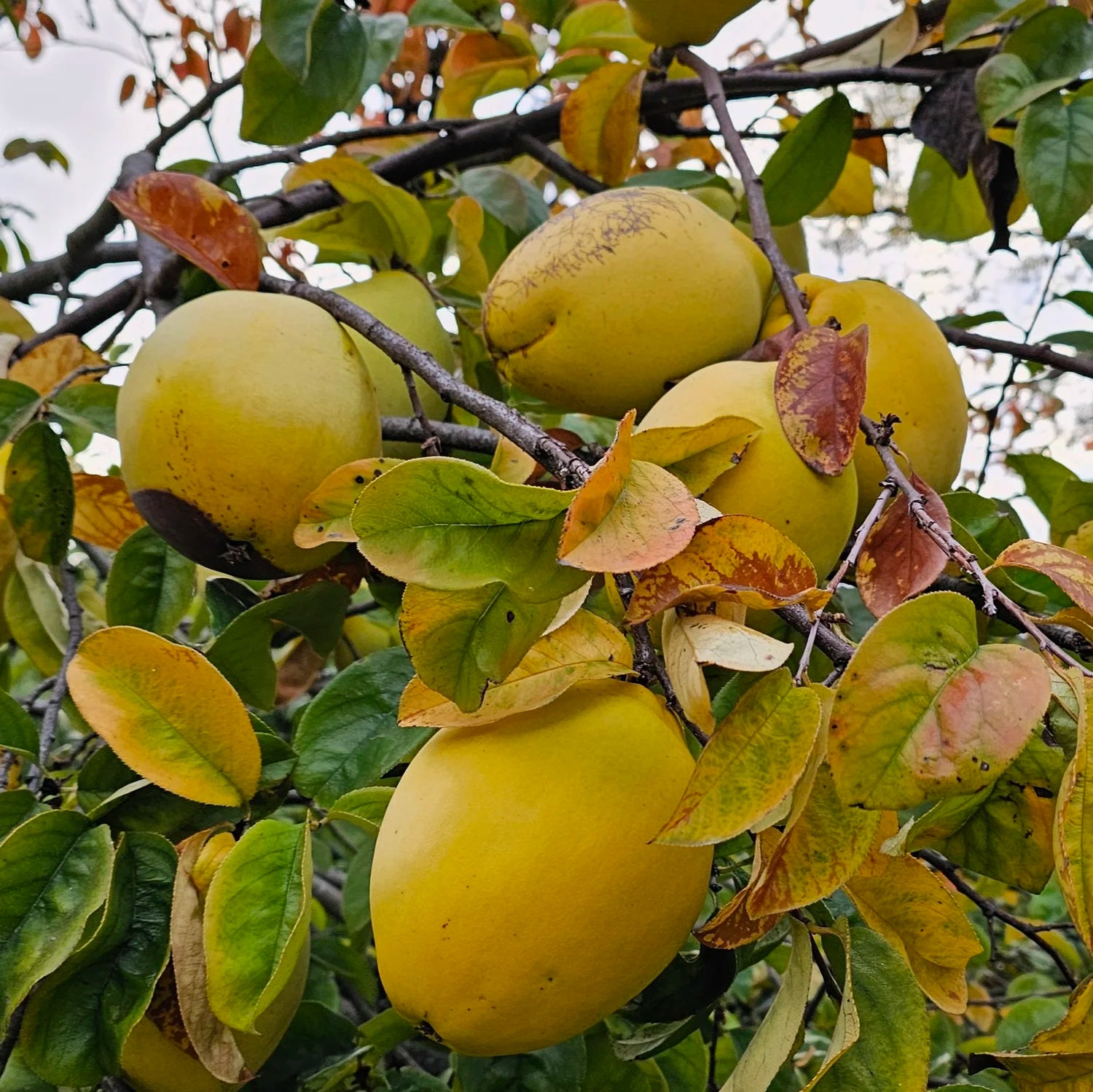 Chinese Quince plant growing from seeds