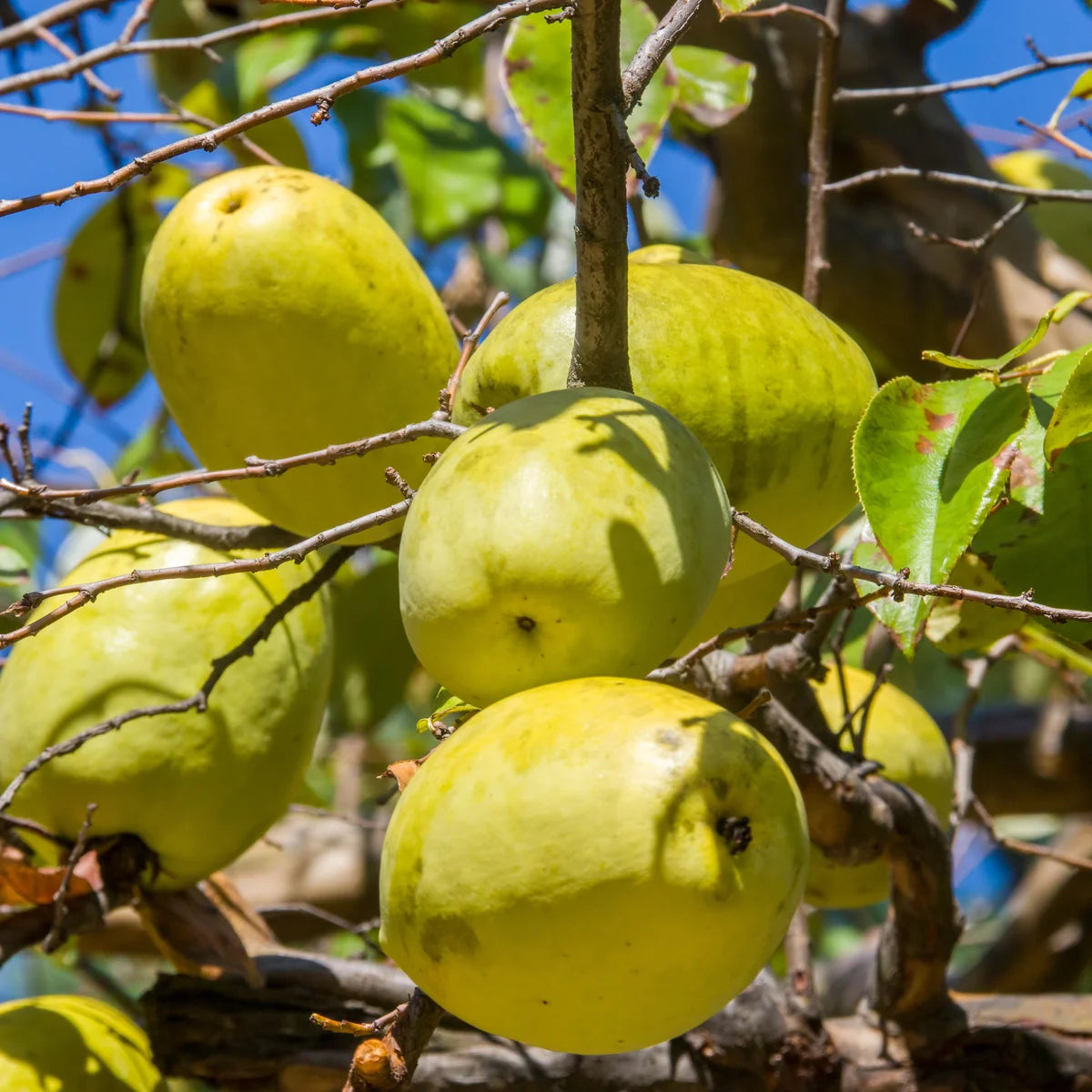 Chinese Quince Seeds for planting in temperate climates
