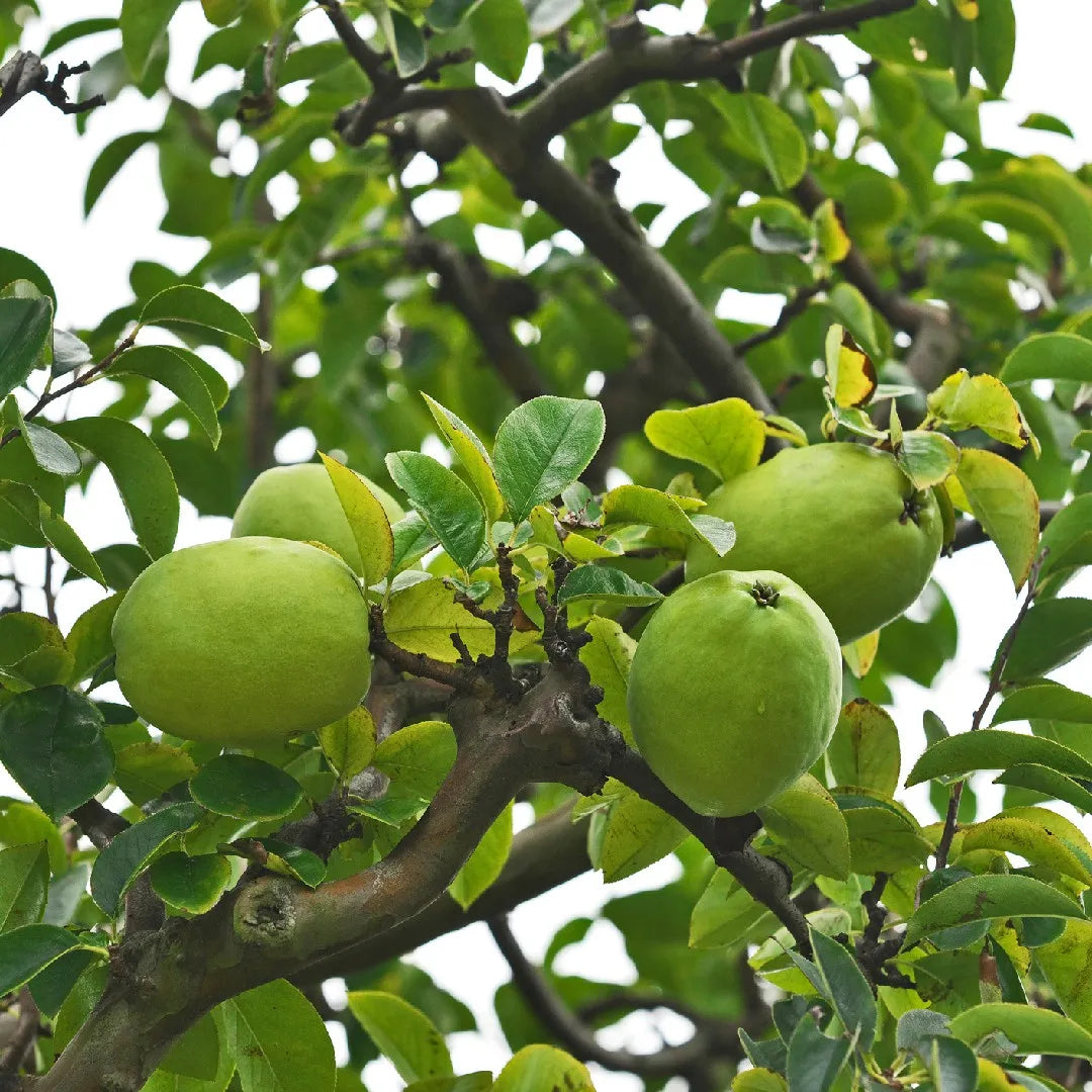 Chinese Quince Seeds Pseudocydonia Non GMO for planting