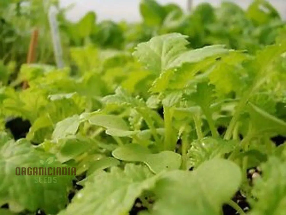 Chirimen Hakarashi Mustard Greens Growing in Garden Bed from Seeds