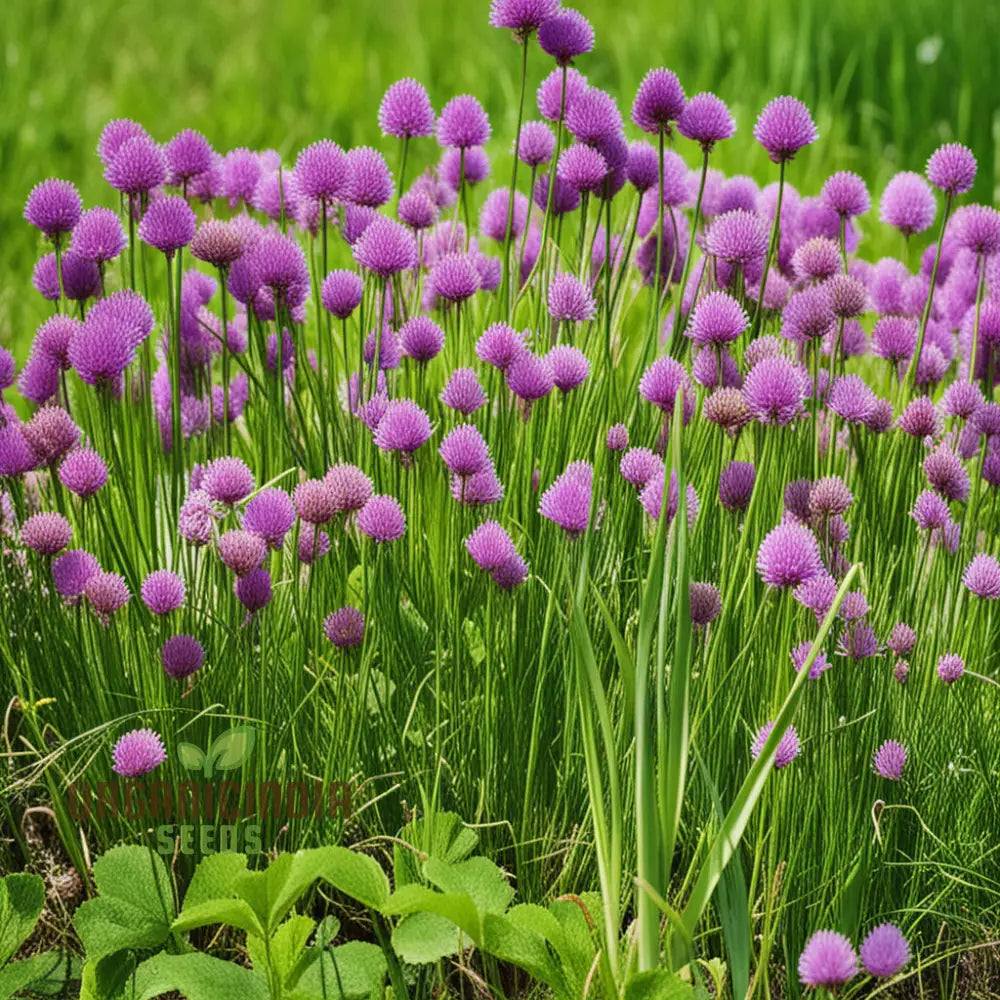 Chives Herb Plant with Purple Flowers in Full Bloom