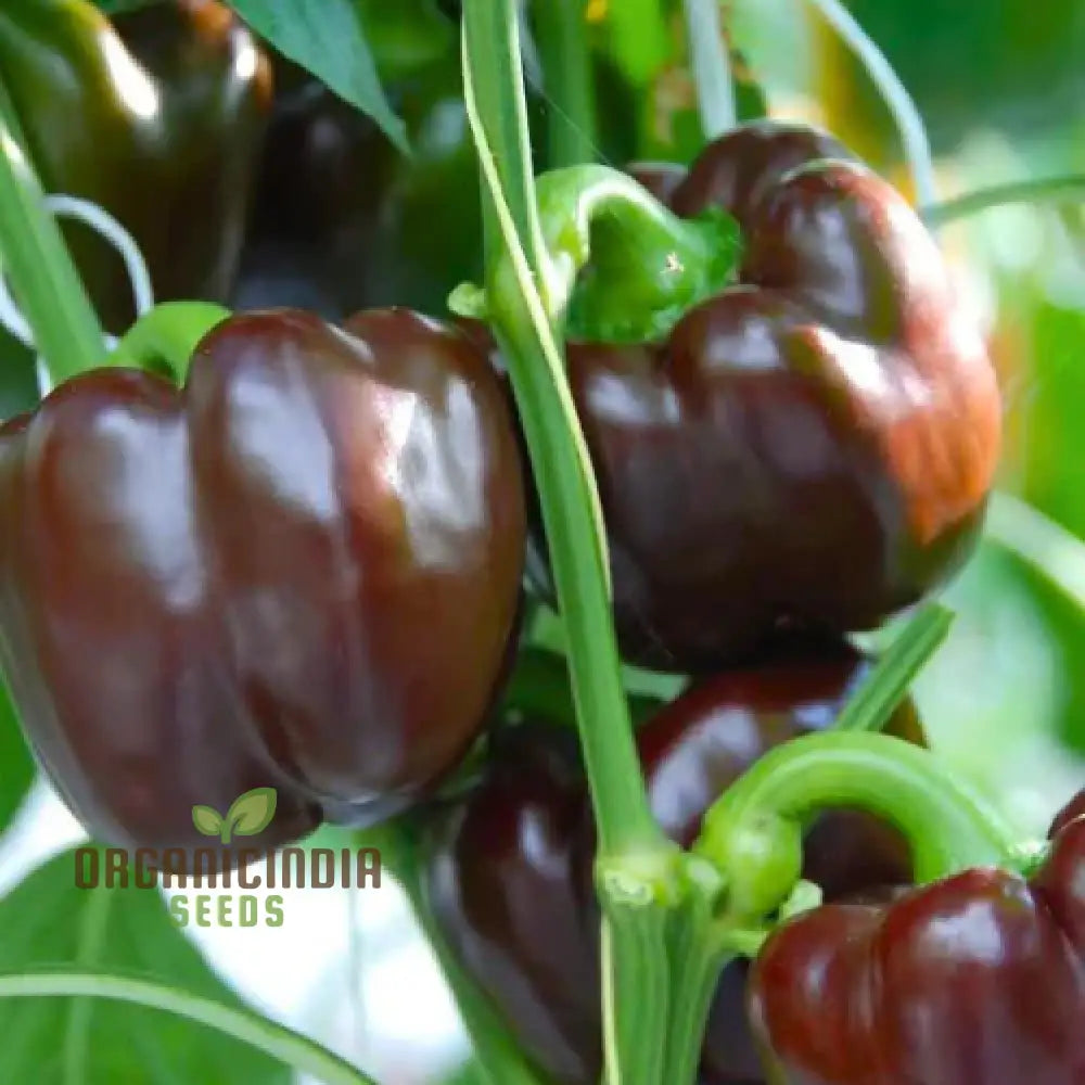 Mature Chocolate Beauty Pepper Plant from Seeds, Glossy Edible Peppers