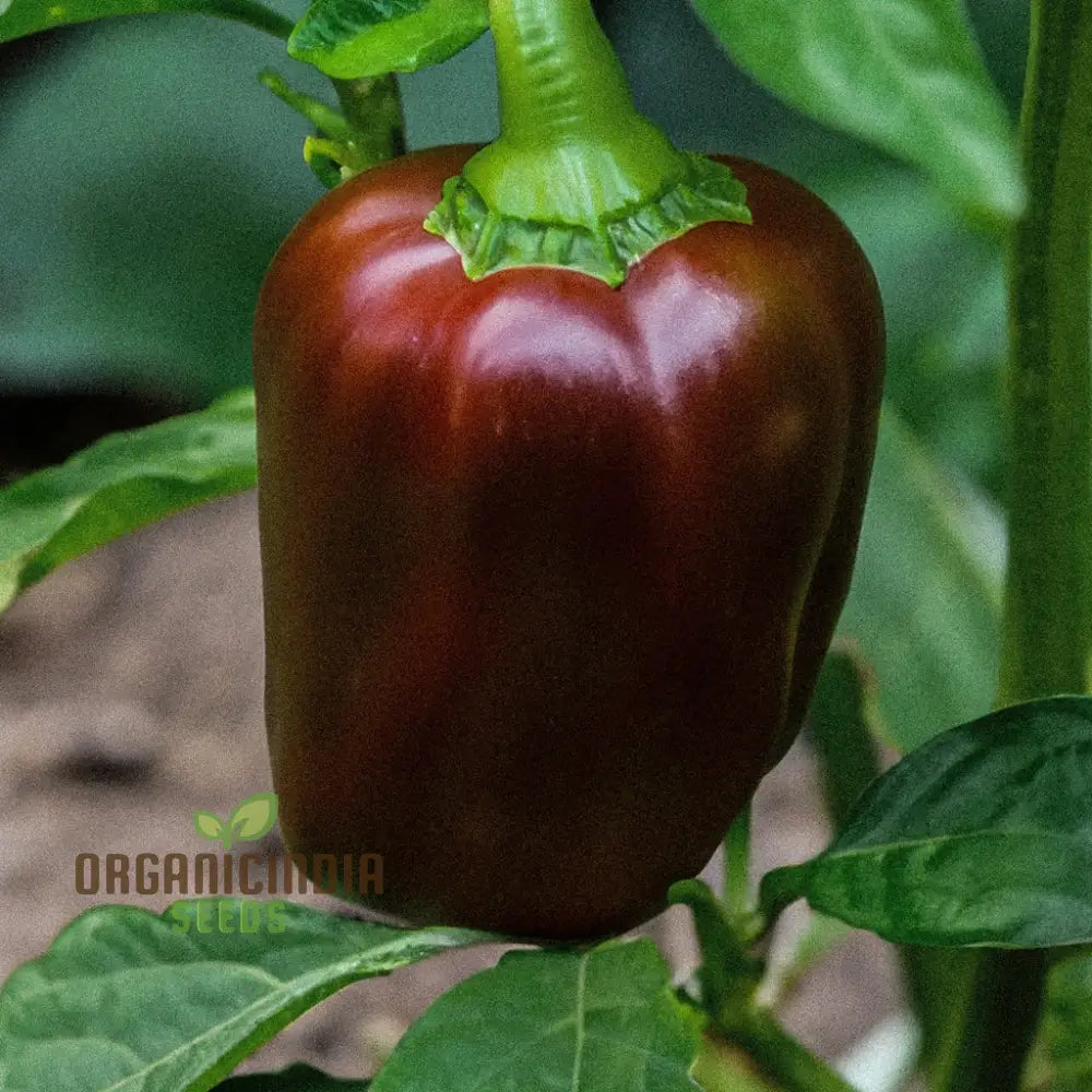 Chocolate Beauty Pepper Seeds for Home Garden, Easy-to-Grow Vegetable Peppers