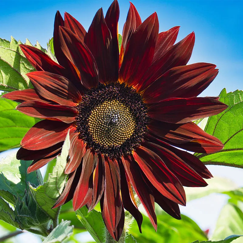 Chocolate Cherry Sunflower Seeds for Deep Burgundy Garden Blooms