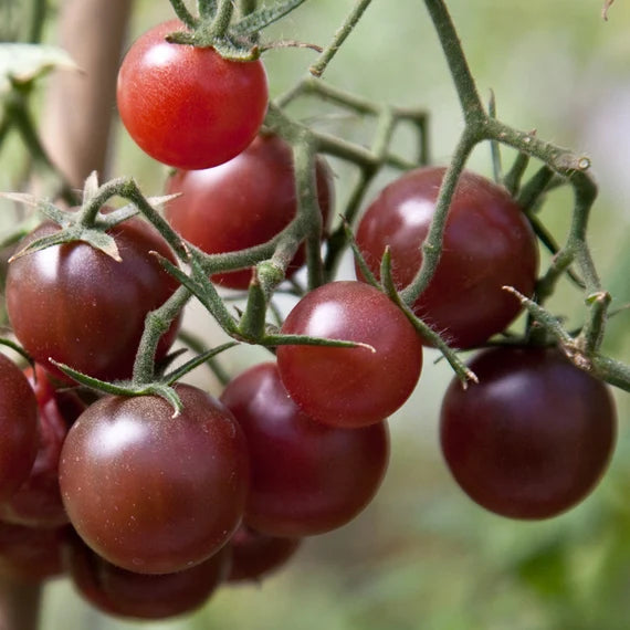 Chocolate Cherry Tomato Plants in Garden, Non-GMO Heirloom Seeds