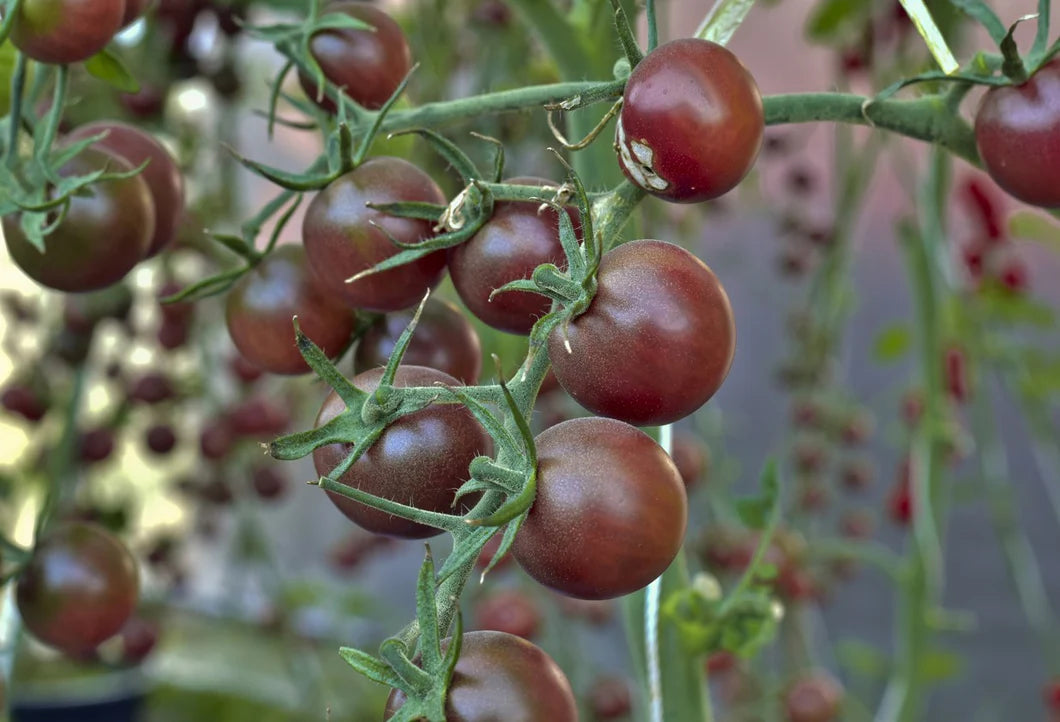 Cluster of Chocolate Cherry Tomatoes on Vine from Seeds, Rich Heirloom Tomatoes