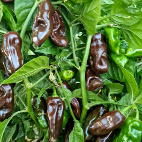 Chocolate Fatalii Pepper Seeds for Planting – Rare Heirloom Hot Chilli