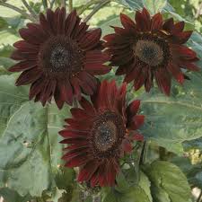 Chocolate Sunflower Seeds Multi-Branching Sunflower Variety