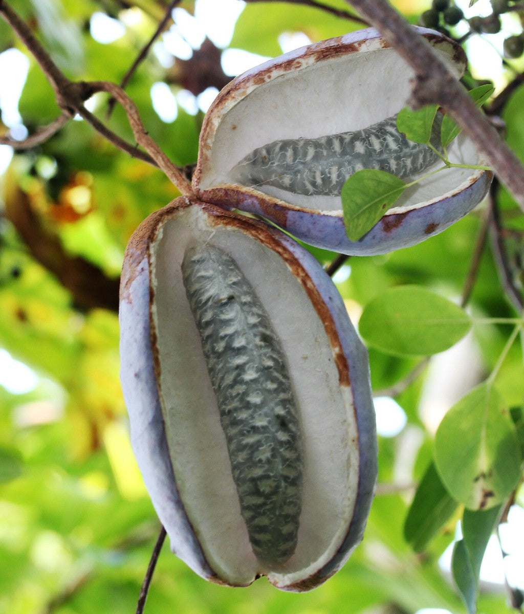 Ripe Chocolate Vine Fruits with Sweet Edible Pulp – Akebia quinata Pods