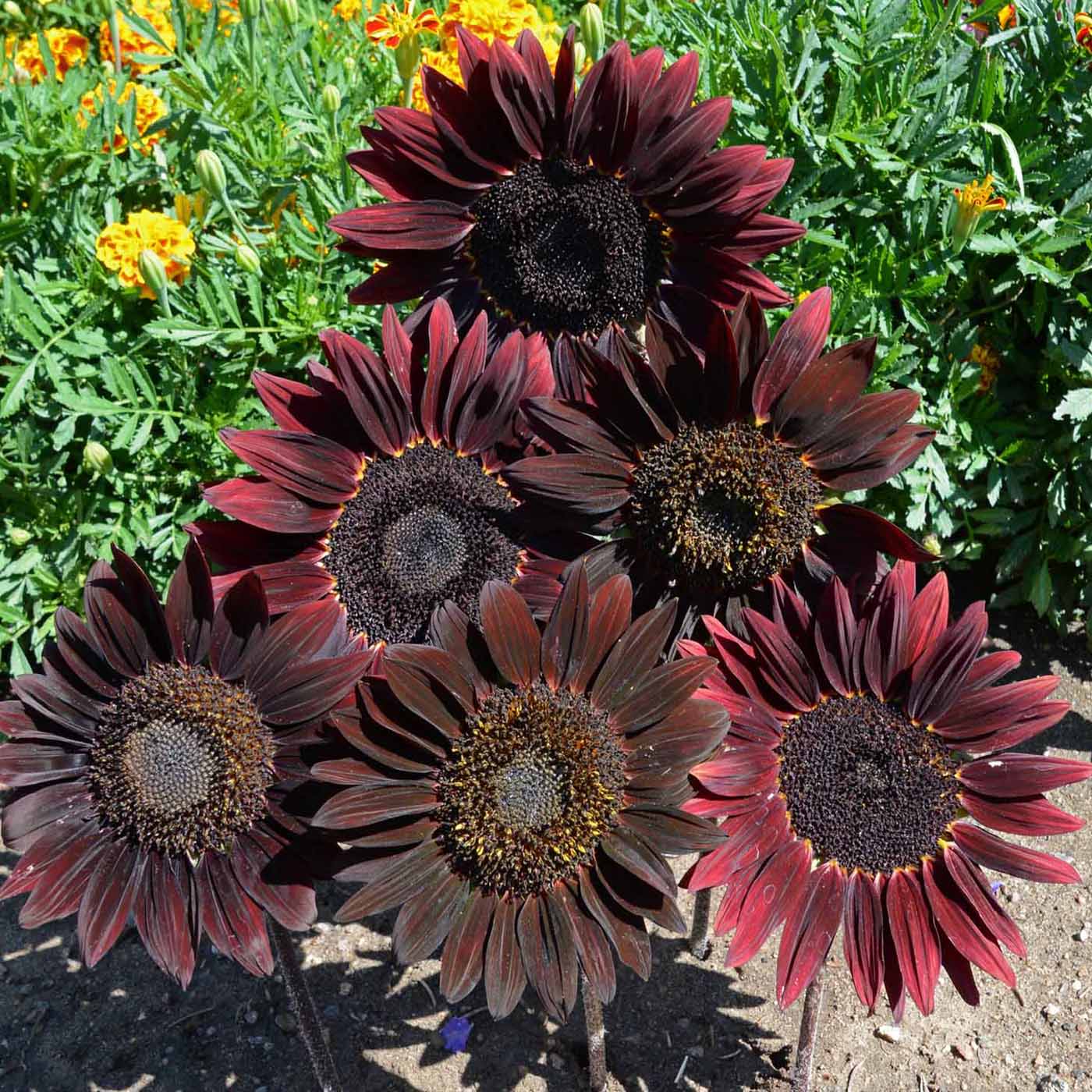 Semillas de Girasol Marrón Chocolate – Flores Profundas y Aterciopeladas para Jardines Únicos