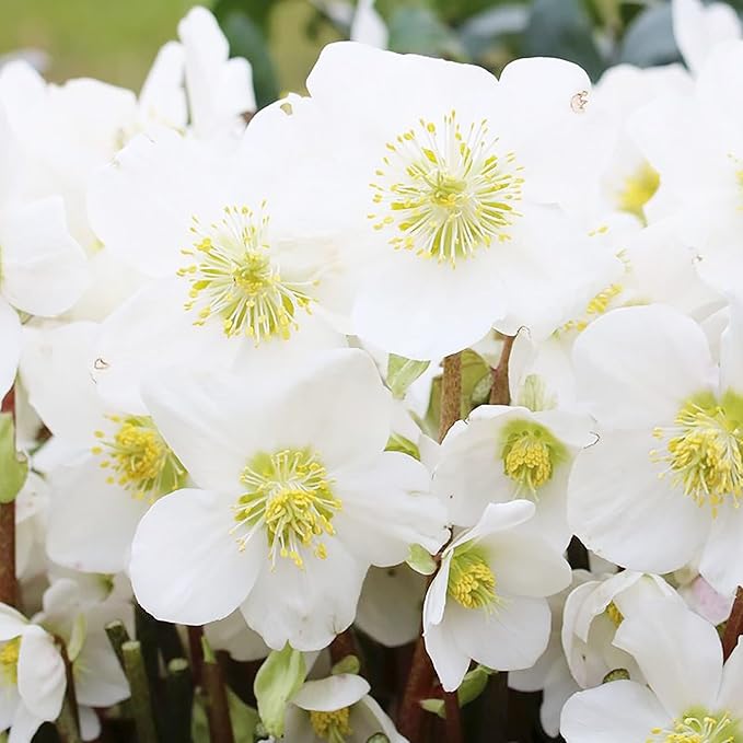 Christmas Rose flower seeds white winter blooms
