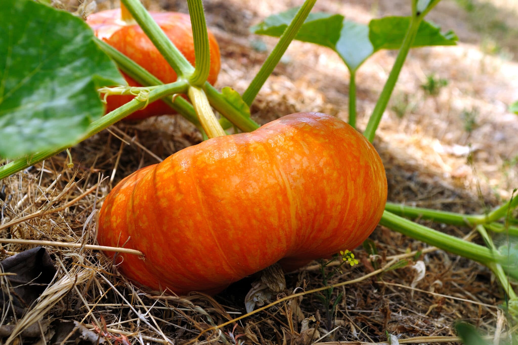 Mature Cinderella Pumpkin Plant, Premium Garden Seeds