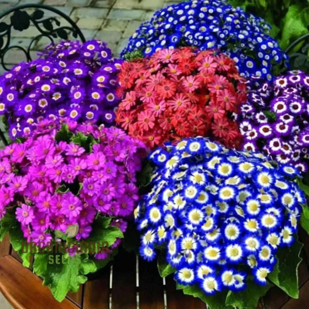 Cineraria Mixed Hybrid Seeds for Vibrant Garden Blooms