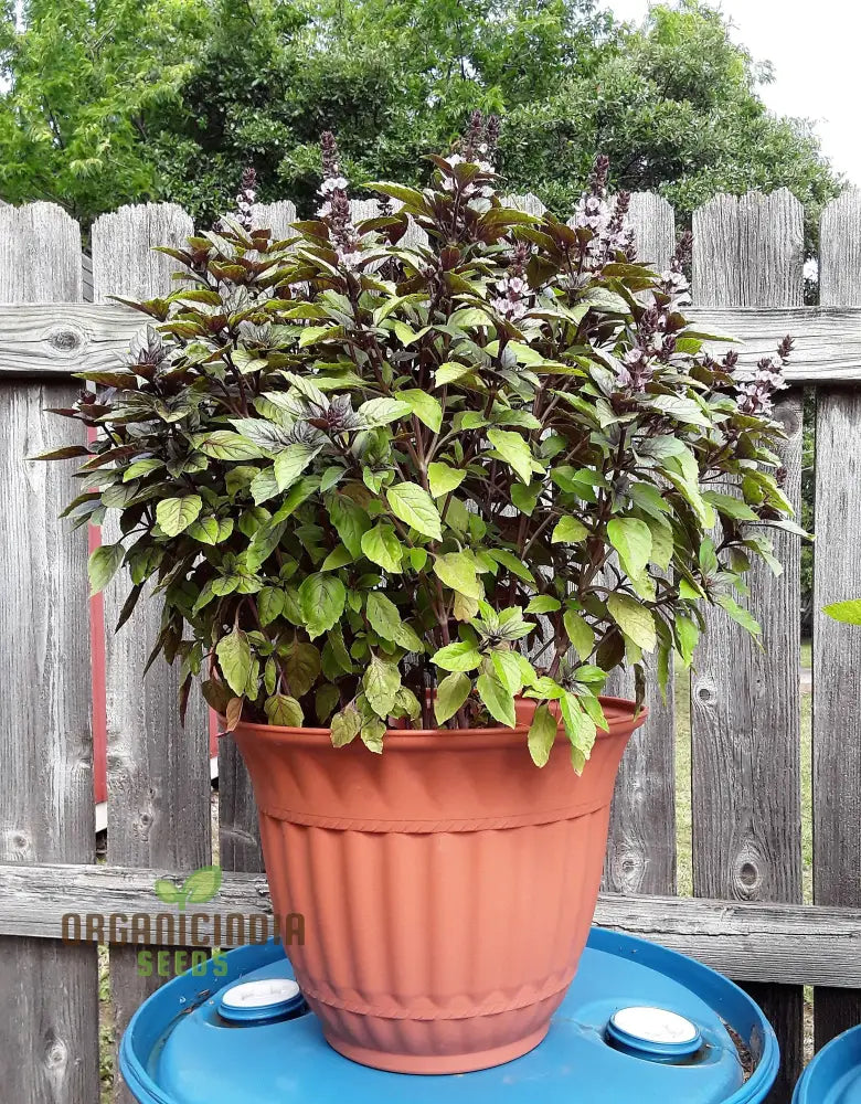 Cinnamon Basil Herb Leaves from Non-GMO Seeds Aromatic Variety