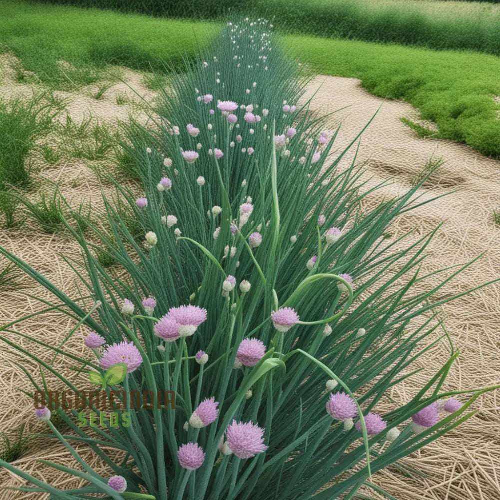 Cipollina Chives Green Stalks Growing in Home Garden