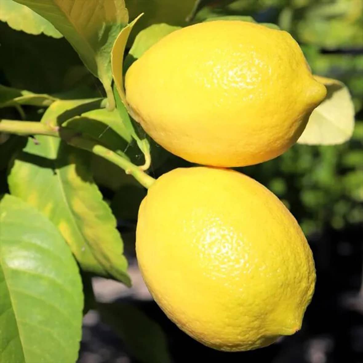 Verna lemon seeds for planting flavorful citrus trees at home