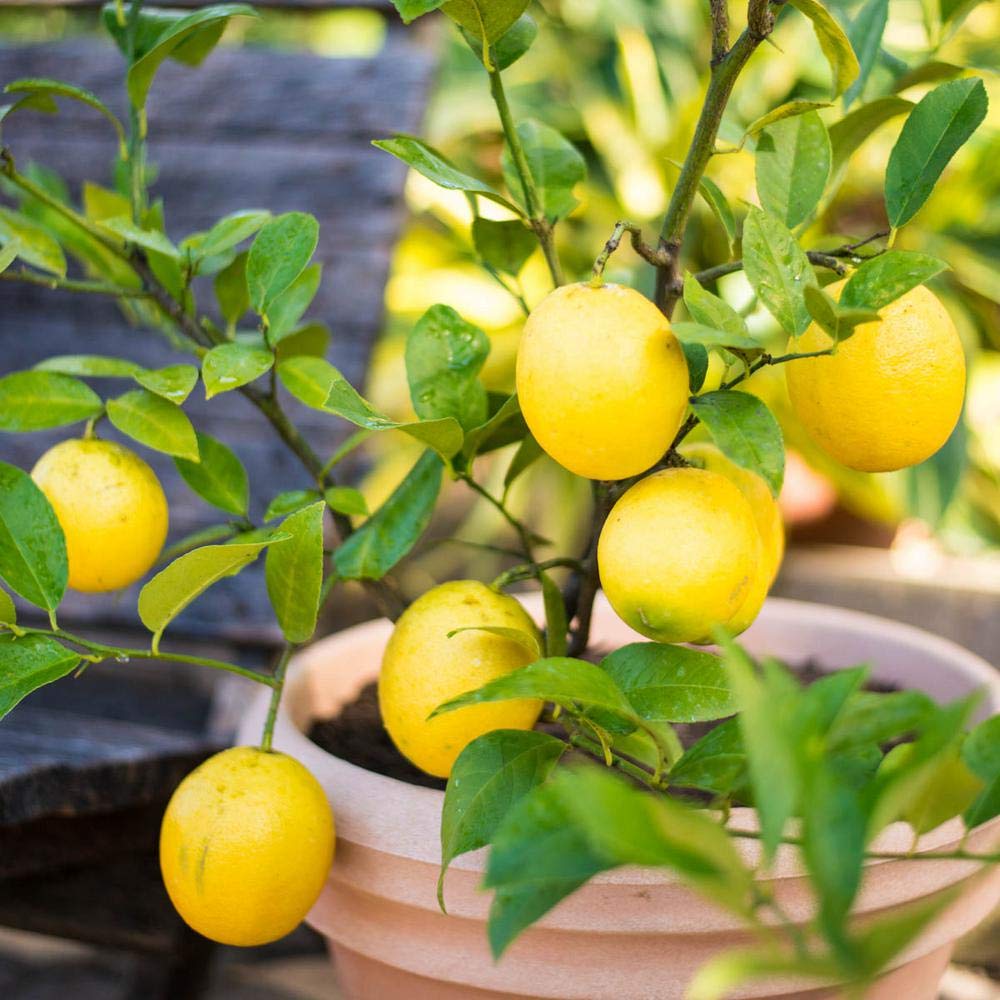 Meyer Lemon seeds for planting sweet and fragrant citrus trees