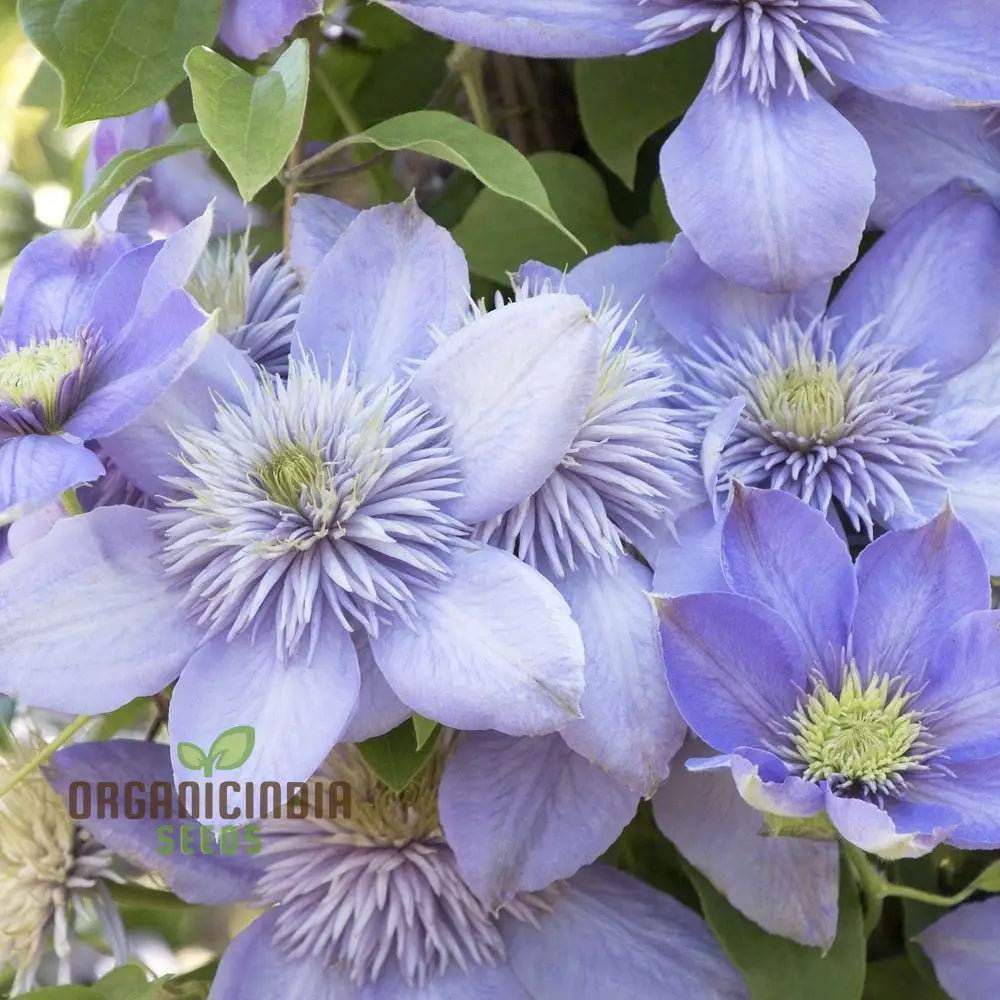 Clematis ’Baby Blue’ Flower Seeds For Planting Premium Quality Garden With Beautiful Blooms Seeds