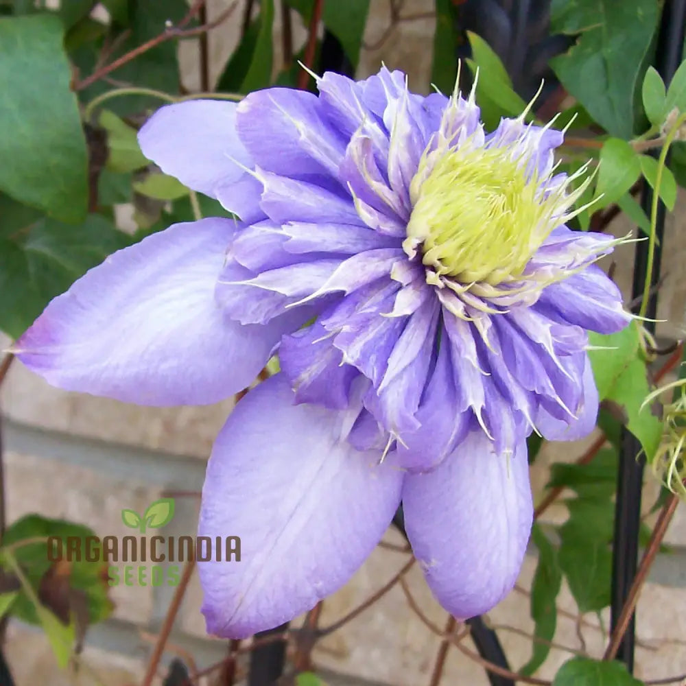 Clematis ’Baby Blue’ Flower Seeds For Planting Premium Quality Garden With Beautiful Blooms Seeds