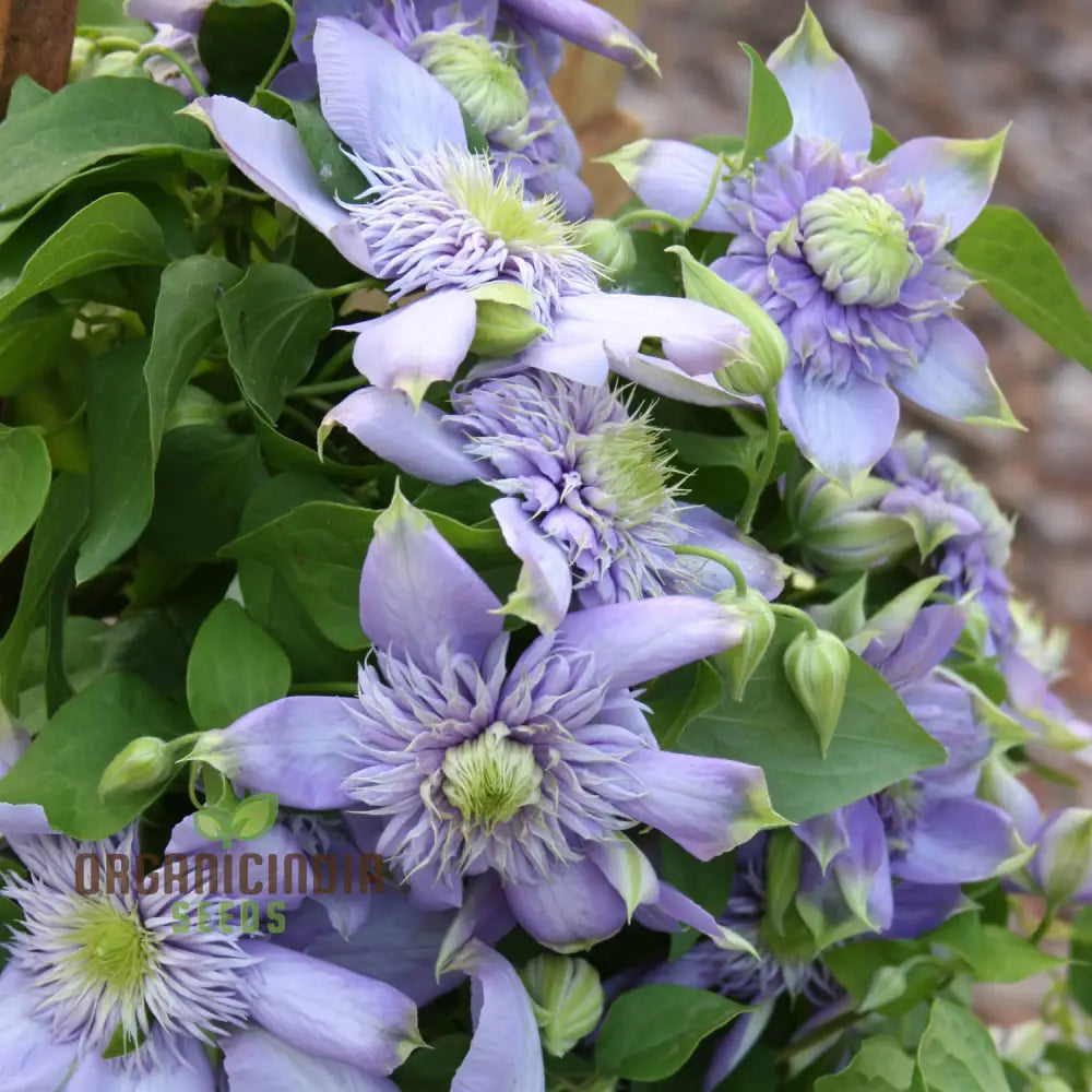 Clematis ’Baby Blue’ Flower Seeds For Planting Premium Quality Garden With Beautiful Blooms Seeds