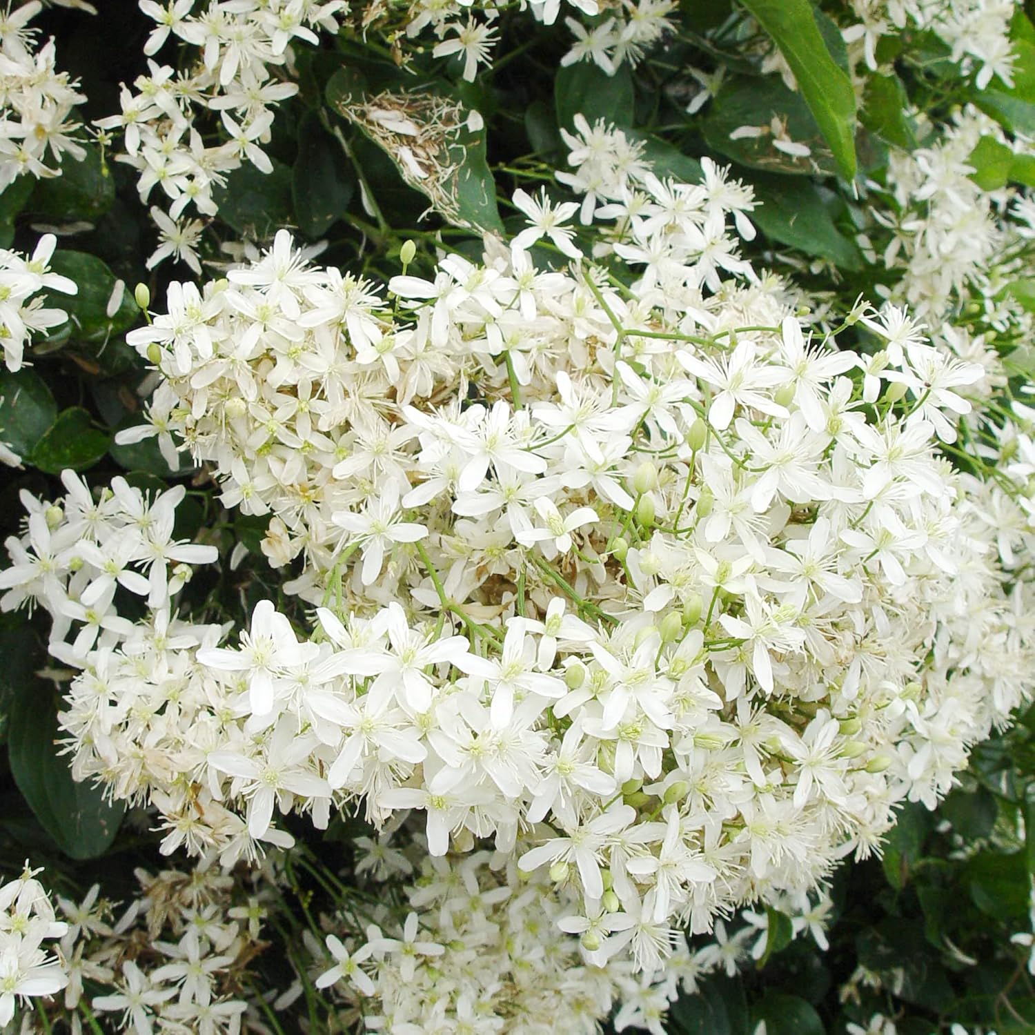 Close-Up of Sweet Autumn Clematis Flowers from Seeds
