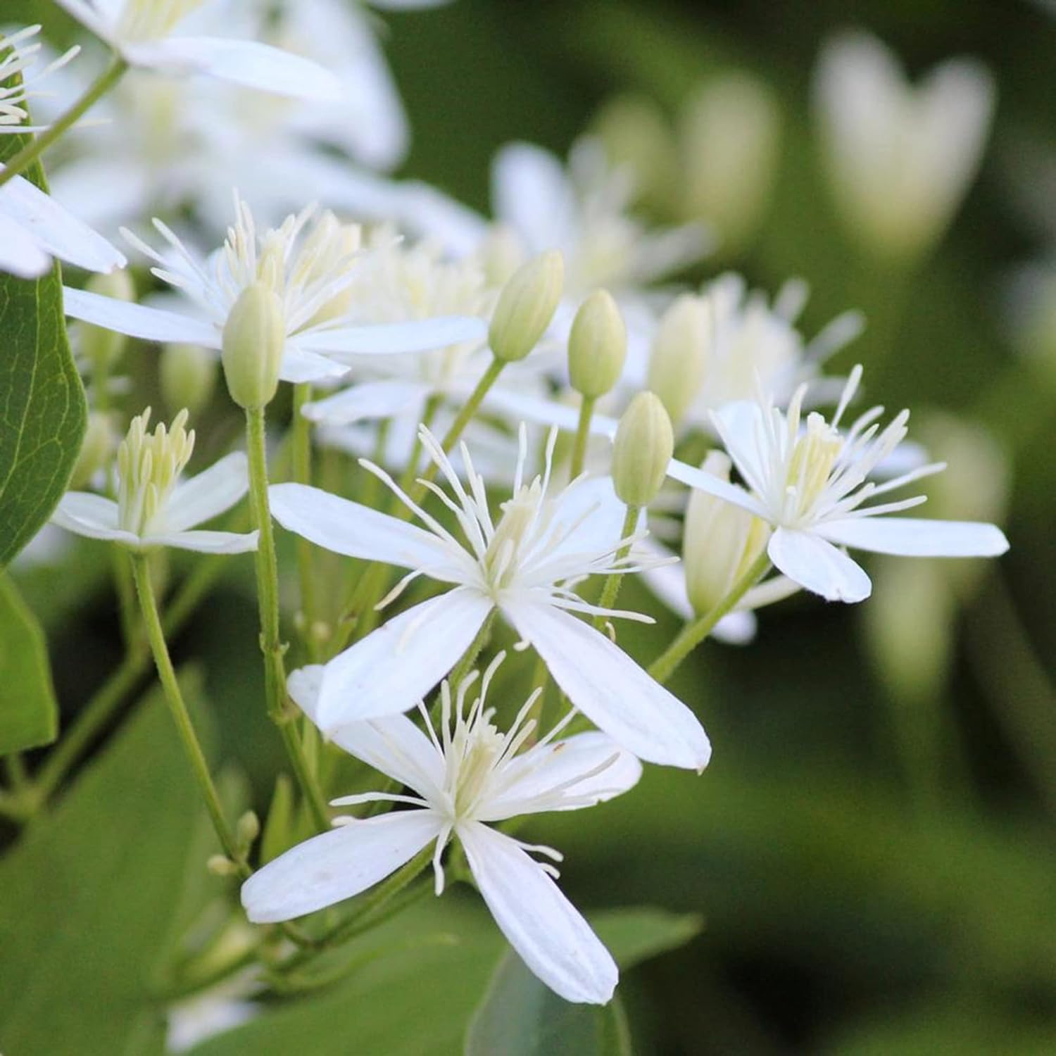 Sweet Autumn Clematis Climbing Fence from Seeds