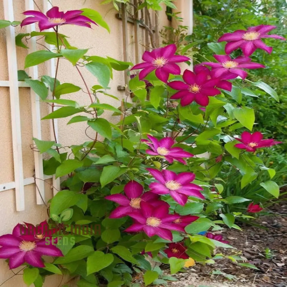 Clematis Flower Seeds for Climbing Vine Gardening