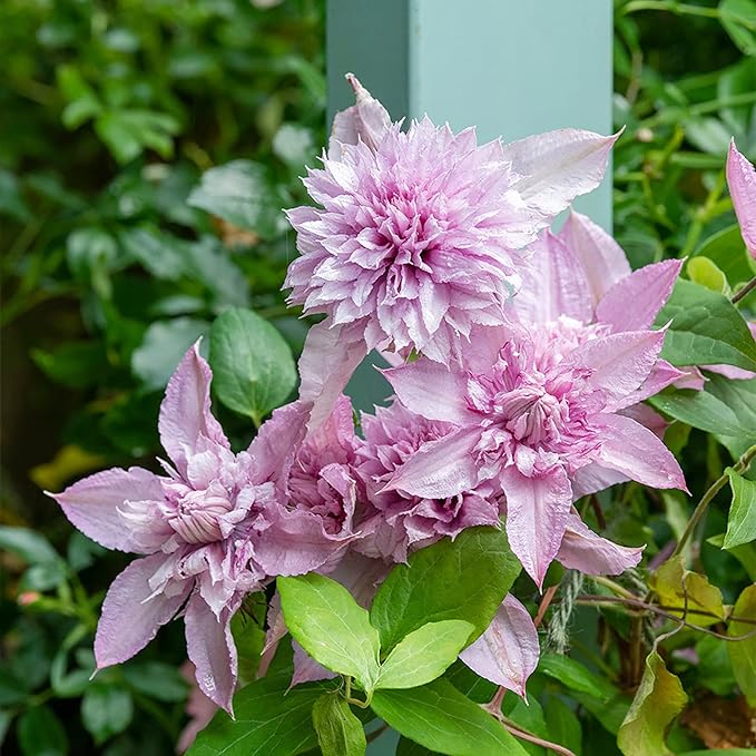 Clematis Flower Seeds for Potted Gardens and Vertical Displays