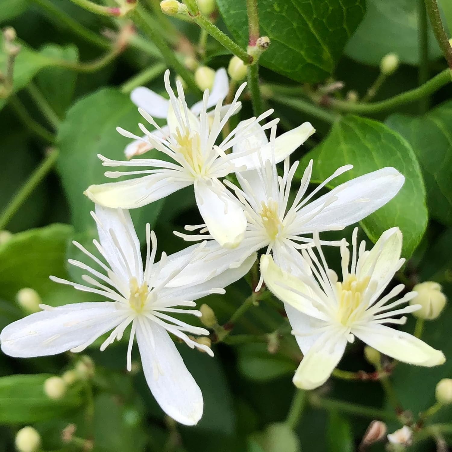 Mature Sweet Autumn Clematis Vine from Seeds