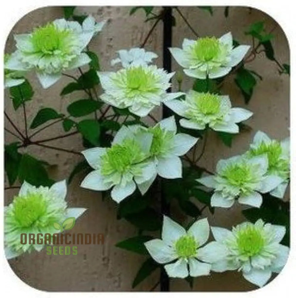 Clematis mixed seeds for planting climbing garden plants