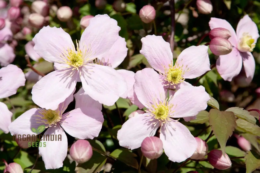 Clematis Montana mixed seeds fragrant climbing flowers