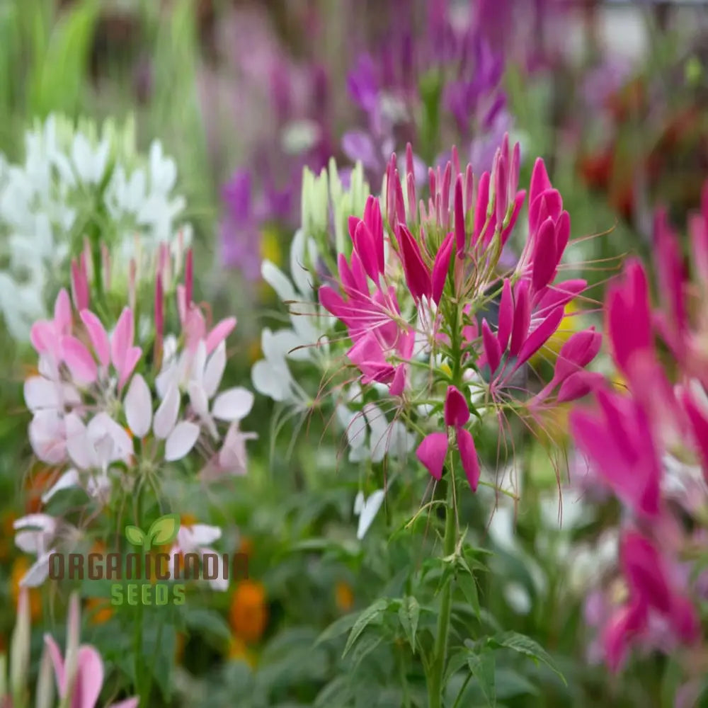 Cleome Spinosa Mixed Color Flower Seeds - Unique And Colorful Blooms For Your Garden