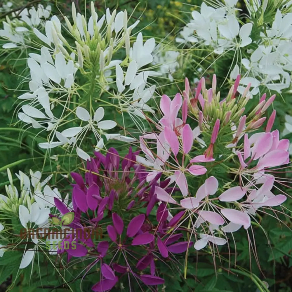 Cleome Spinosa Mixed Color Flower Seeds - Unique And Colorful Blooms For Your Garden