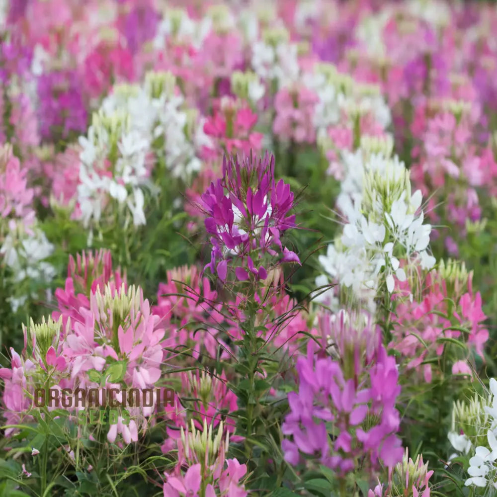 Cleome Spinosa Mixed Color Flower Seeds - Unique And Colorful Blooms For Your Garden