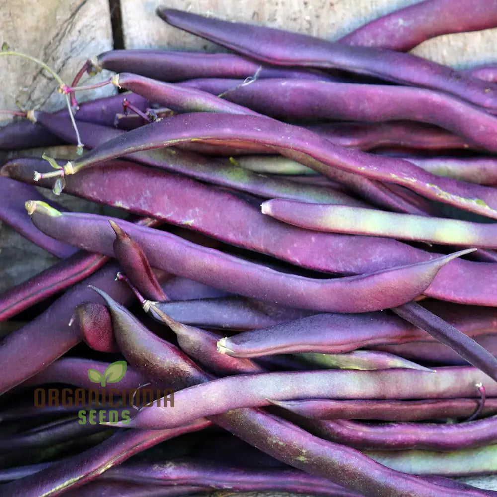 Fresh Harvest of Heirloom Climbing Beans from Garden Seeds