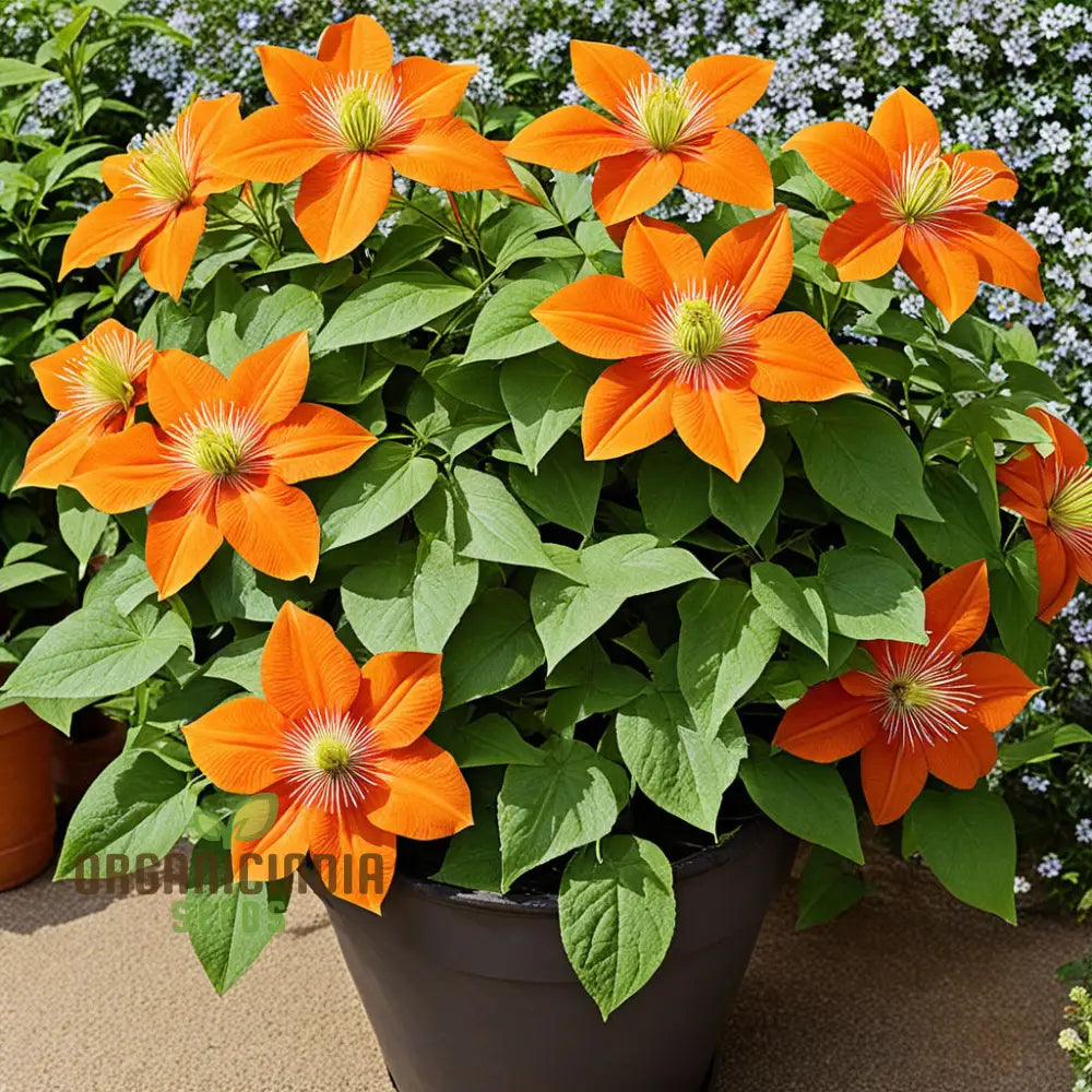 Orange Clematis Seeds for Climbing Garden Displays