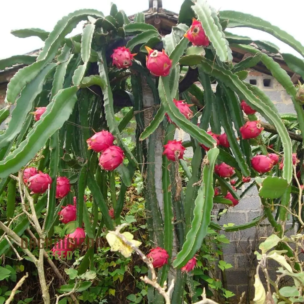 Climbing dragon fruit cactus seeds for tropical garden growth