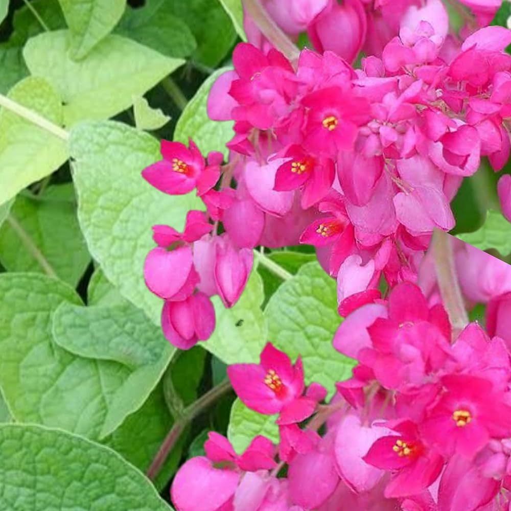 Climbing flower seeds coral vine variety